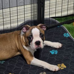 Leonard - Seal and white male Boston Terrier puppy in Orange, Texas from Emerald Moon Bostons