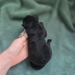 Starlight - Black female Keeshond puppy in Logan, Ohio from Hocking Hills Keeshonds