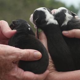 Little Chick - Black tri female Miniature American Shepherd puppy in Valparaiso, Indiana from Wigglebutt