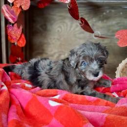 Payton - Blue merle female Aussiedoodle puppy in Charleston, Arkansas from Lazy S Aussies