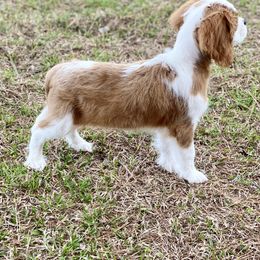 Cavalier King Charles Spaniels, Cavapoos, and Pembroke Welsh Corgis from Griffins Puppies