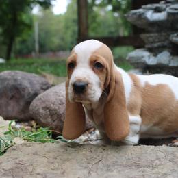 Gidget - Lemon and white female Basset Hound puppy in Missouri from Clevenger Farms