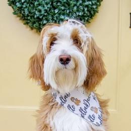 Willow - Goldendoodle