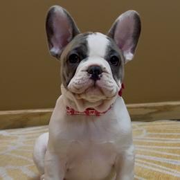 Abbi - Blue female French Bulldog puppy in Pine Township, Pennsylvania from BlueCairo Frenchies
