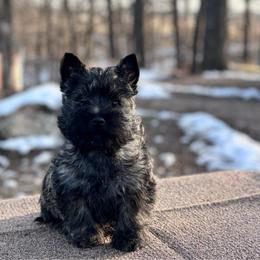 Lars - Cream brindle male Cairn Terrier puppy in Mountain Grove, Missouri from CreekTop