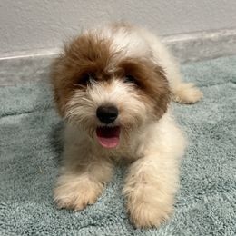 Cherry - Red and white female Cockapoo puppy in Winnsboro, Texas from Happy Hollow Ranch
