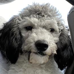 Stella - Poodle