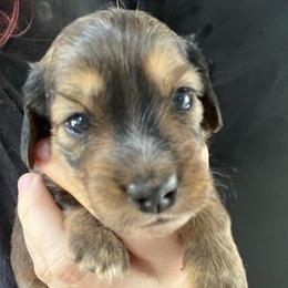 Walt - Brindle male Dachshund puppy in Bigfork, Minnesota from Dachshunds Up North