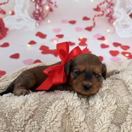 CEDAR - Sable male Cavapoo puppy in 77304, Texas from Little Valley Puppies
