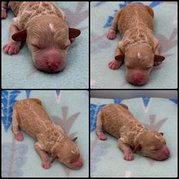 Girl 1 - Red  female Poodle puppy in Wheatland, California from Sapphire Ridge Poodles