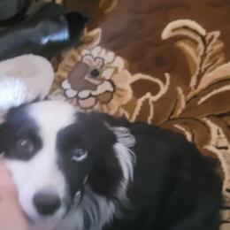 BAILEY - Miniature Australian Shepherd