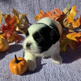 Black spotted girl (more white) - Black and white female Shih Tzu puppy in Vinita, Oklahoma from Locust Creek Shih Tzu & Havanese