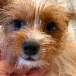 Zeus - Sable male Yorkshire Terrier puppy in Gatesville, Texas from Cuddles of Cuteness
