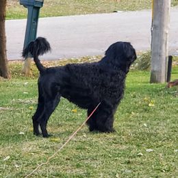 Portuguese Water Dog All Grown Up from Panion PWDs