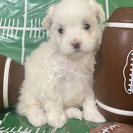 Monica - White female Maltese puppy in Polo, Missouri from Purely Maltese