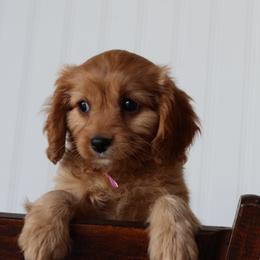 Rose - Red female Cavapoo puppy in Springtown, Texas from North Texas Puppies