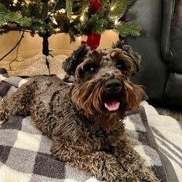 Rav - Miniature Schnauzer