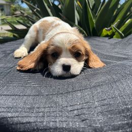 Cavalier King Charles Spaniel Puppies from Caveliers by Grace