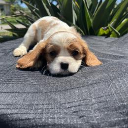 Cavalier King Charles Spaniel Puppies from Caveliers by Grace