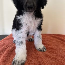 Poodle Puppies from Paddock's Purebred Poodles