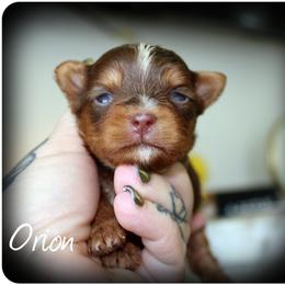 Orion - Chocolate and tan male Yorkshire Terrier puppy in Warren, Michigan from Danielle's Yorkie Babies