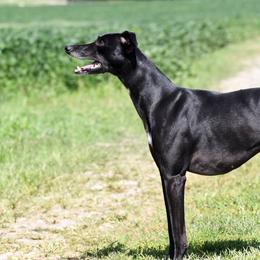 Hero - Whippet