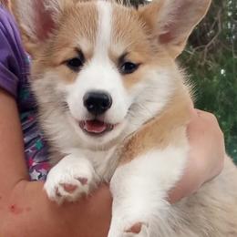Pembroke Welsh Corgi Puppies from Merrygold Corgis