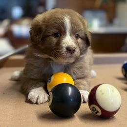 KitKat - Red tri-color female Aussiedoodle puppy in Sheridan, Arkansas from Runnin’ Wild Ranch Aussies