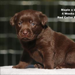 Red - Chocolate female Labrador Retriever puppy in Huntington, Texas from Soggy Bottom Retrievers
