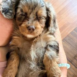 Penny - Merle female Cavapoo puppy in Cameron, South Carolina from Sassy Sailor & Company