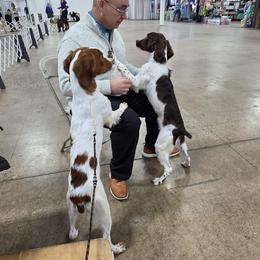 Brittany and Dachshund Puppies from Township Line Dachshunds & Brittanys