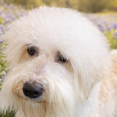 Australian Labradoodles from Dignity Labradoodles