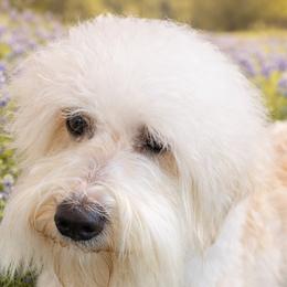 Australian Labradoodles from Dignity Labradoodles