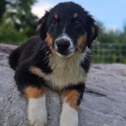 Timon - Black tri-color male Australian Shepherd puppy in Trout Run, Pennsylvania from Rose Valley Aussies