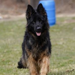 Barsa - German Shepherd