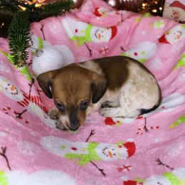 Girl 5 - Piebald female Dachshund puppy in Swansea, South Carolina from Miniature Dachshunds of Happy Town