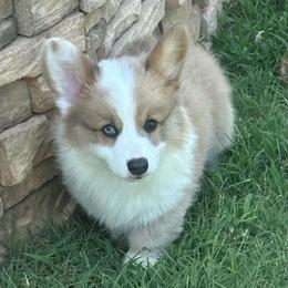 Kyndal - White and fawn female Pembroke Welsh Corgi puppy in Cashion, Oklahoma from Shabby Chic Corgis