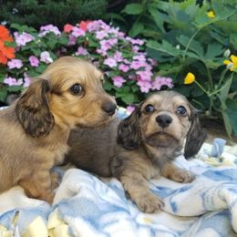 Dachshund Puppies from Lake County Cream Dachshund