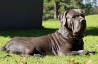 Grey Cane Corso lays in the sun 