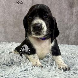 Iris - Black and white female Basset Hound puppy in Dingess, West Virginia from Tuckers' Howling Hounds