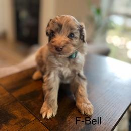 Bell - Brown merle female Aussiedoodle puppy in Strasburg, Pennsylvania from Still Water Puppies