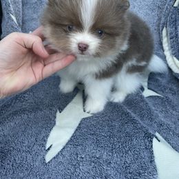 Pomeranian Puppies from Kerrie’s Pomeranian