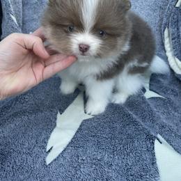 Pomeranian Puppies from Kerrie’s Pomeranian