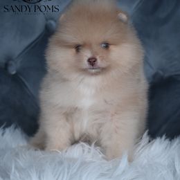 Vinnie - Lavender male Pomeranian puppy in Fultonville, New York from Sandy Aussies & Pomeranians