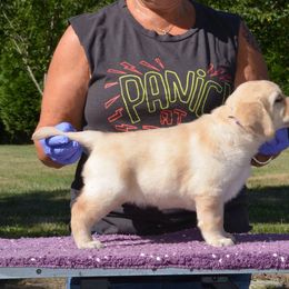 English Springer Spaniel and Labrador Retriever Puppies from Brae Kennels