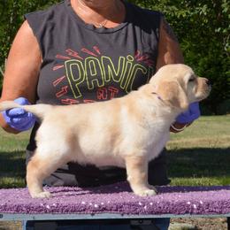 English Springer Spaniel and Labrador Retriever Puppies from Brae Kennels