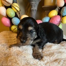 Licorice - Black and cream female Dachshund puppy in Perryville, Maryland from Heavenly Heritage Dachshunds and Doods