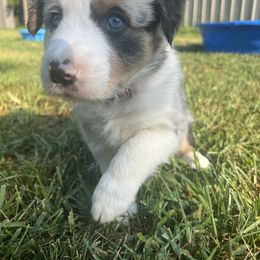 Border Collie Puppies from DreamOn Border Collies