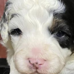 Australian Shepherds and Bernedoodles from Aunt-T’s Australian Shepherds