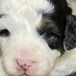 Australian Shepherds and Bernedoodles from Aunt-T’s Australian Shepherds